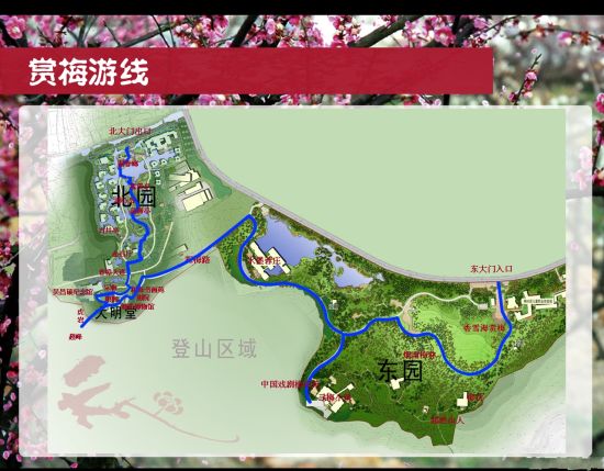 超山梅花七年之约 史努比陪你一起看