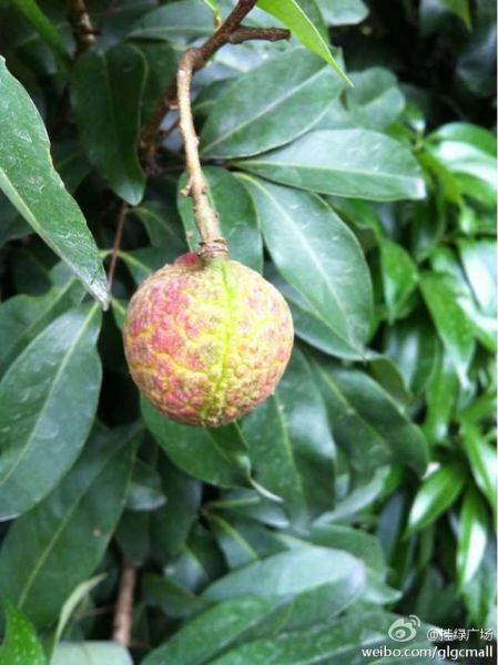 寻访西园挂绿 荔枝飘香中的别样增城