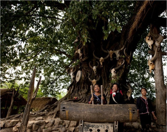 村子的树上挂满了牛头(图片来源：@云南旅游)