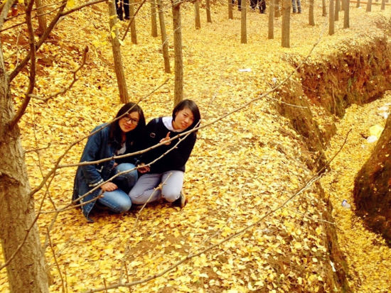 厂口银杏林(来源：卞学青峰)