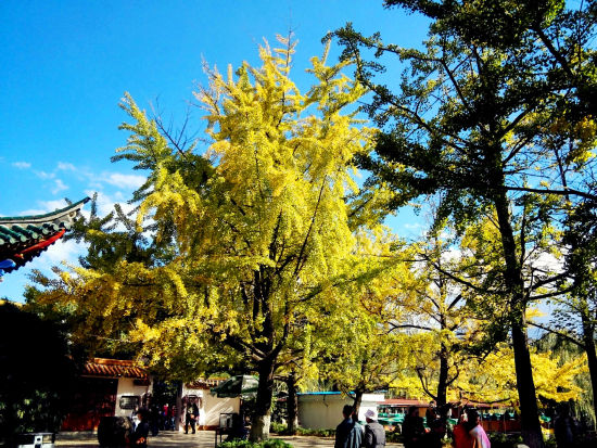 翠湖银杏(来源：@山青水也秀10)