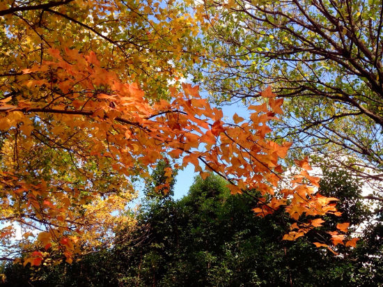 昆明植物园(来源：@qinlianbanqiao)