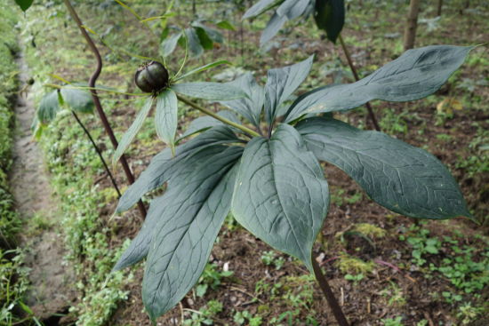 龙陵县高原特色农业-重楼