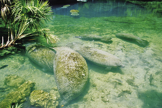 Homosassa Springs
