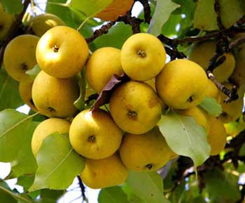 白银市特产:香水梨(图)