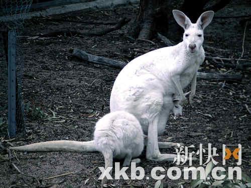 在西澳见到数量稀少的白袋鼠。(部分图片由澳大利亚旅游局提供)