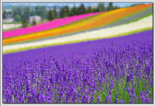 初夏,徜徉在北海道花海中(图)