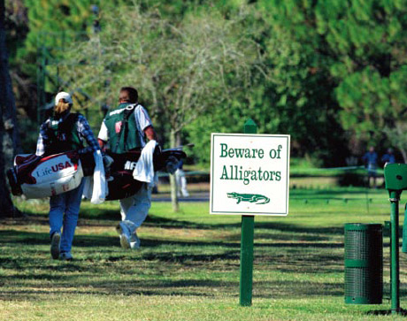 打球也需小心鳄鱼