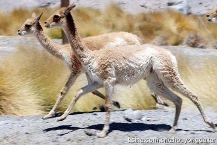 摄影师却拍到了很多美洲羊驼