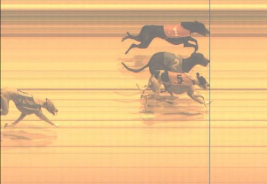 三只狗同时冲过终点