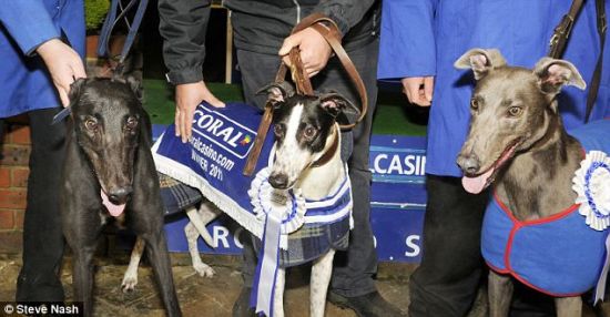 三只狗并列冠军