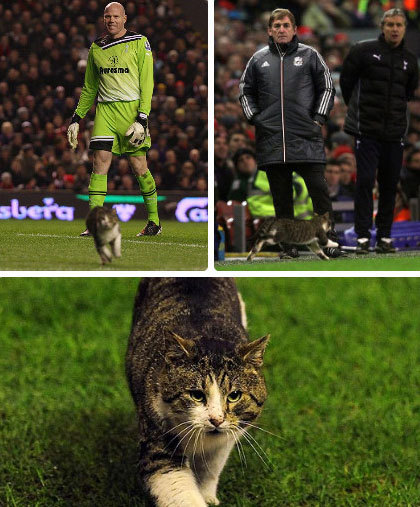 花猫Kenny大闹安菲尔德球场