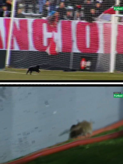 工作呢，人家抓老鼠正工作呢