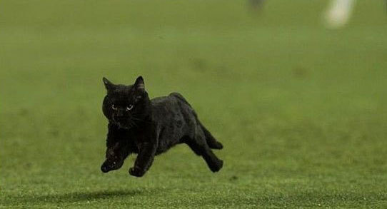 巴萨同皇家社会队的比赛中，一支小黑猫横穿球场