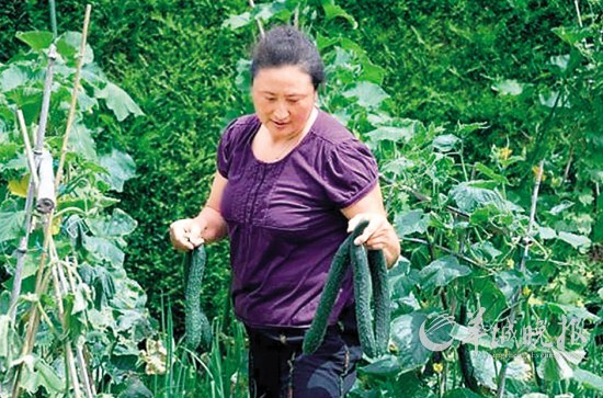 杨锡兰种植蔬菜