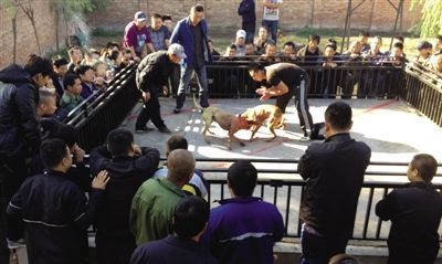 　　10月10日，大兴区青云店镇一斗狗场上，两条比特犬正在撕咬，狗主人在旁催战，当天，该场地百余人围观，数十人投注，三场比赛赌资约20万元。