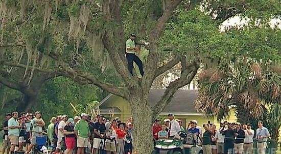 加西亚爬到树上救球