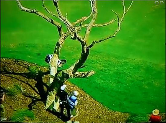 小麦击球卡在树皮缝中