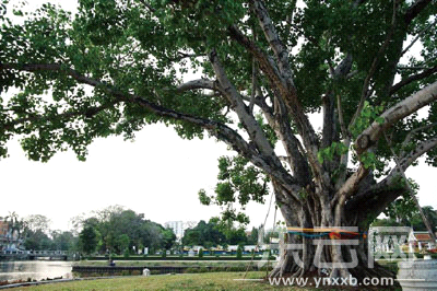 百尸之树成了某些人的幸运之树