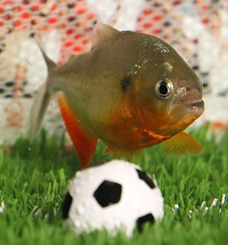 “哈喽，我叫贝利，不叫保罗”