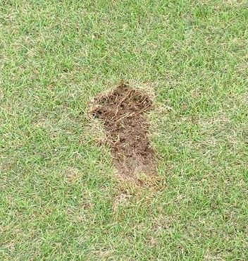 草皮被打起后裸露的土层