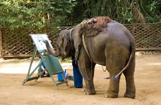 多才多艺的大象表演