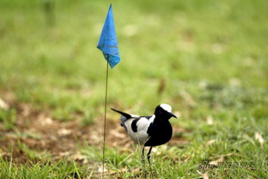 多么和谐的一景啊