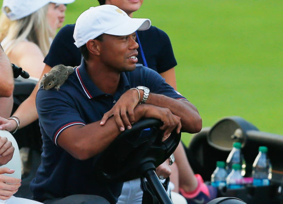 伍兹肩头的小松鼠