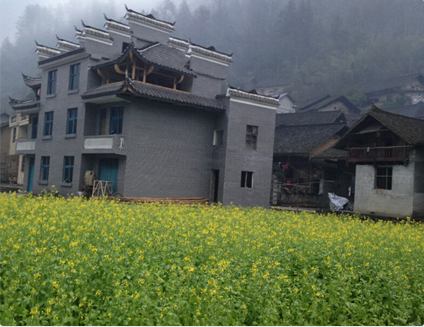 油菜花含苞待放。