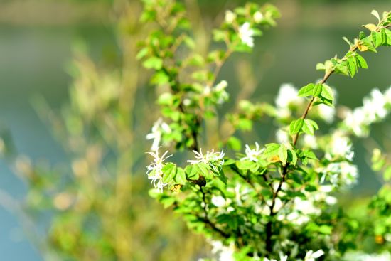 九龙湖花开时节，也是跑步的时节。