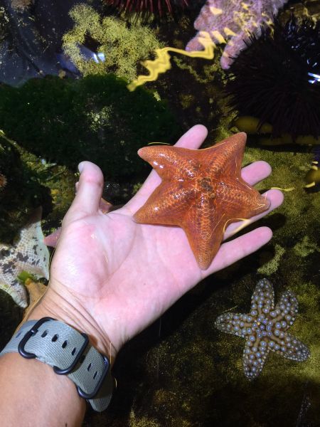 亲手感受海洋生物。