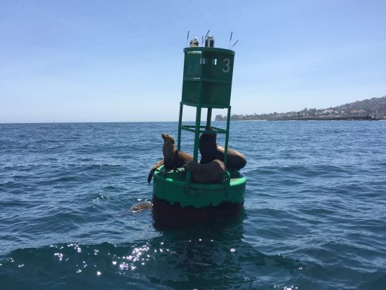 憨态可掬的海豹。