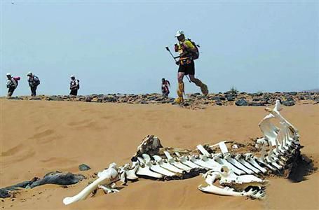 241公里的撒哈拉沙漠马拉松也被称为“地狱马拉松”，报名费中包含了选手的尸体遣送费。