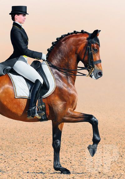 WATCH| 马背上的贵族