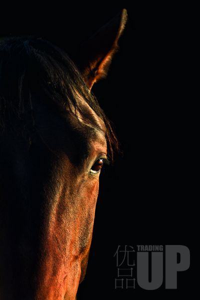 WATCH| 马背上的贵族