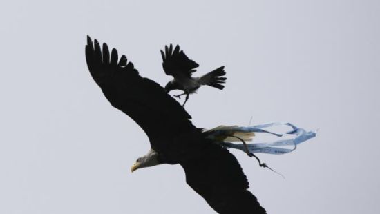 老鹰被乌鸦袭击了