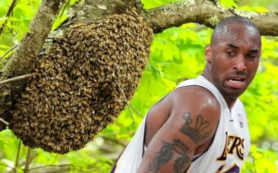 黑曼巴竟然怕蜜蜂……